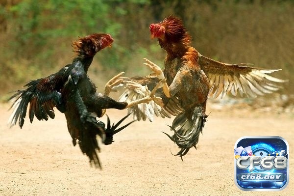 Luật đá gà miền Trung chung chia sẻ chi tiết, cụ thể từ CF68 Lưu ý khi tham gia đá gà miền trung hiệu quả nhất