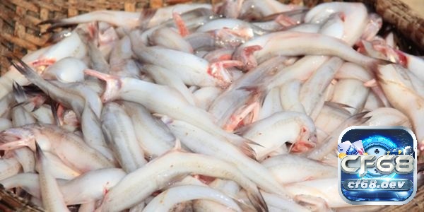 Mơ thấy cá trắng là điềm gì? Giải mã 6 giấc mơ thấy cá trắng Giấc mơ về việc thấy cá có màu trắng như sữa thường được coi là một dấu hiệu của sự phát tài