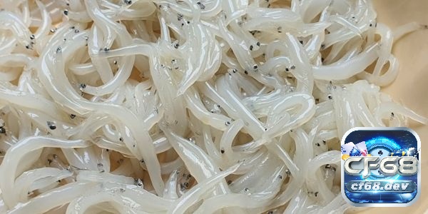 Mơ thấy cá trắng là điềm gì? Giải mã 6 giấc mơ thấy cá trắng Giấc mơ nhiều con cá trắng thường mang lại những điềm lành
