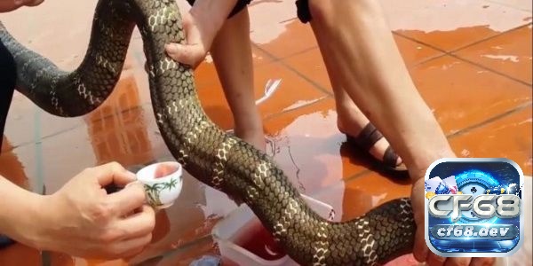 Mơ thấy giết rắn nên đánh số gì? Giả mã giấc mơ chính xác 99% giấc mơ thấy giết rắn thường phản ánh sự ám ảnh của bạn đối với một vấn đề nào