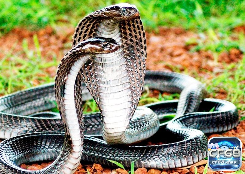 Mơ thấy rắn hổ mang báo hiệu điều gì? Đánh số nào trong lô đề? Mơ thấy 2 con rắn hổ mang thể hiện việc bạn sắp loại bỏ được những thói quen xấu để bắt đầu những điều tốt hơn
