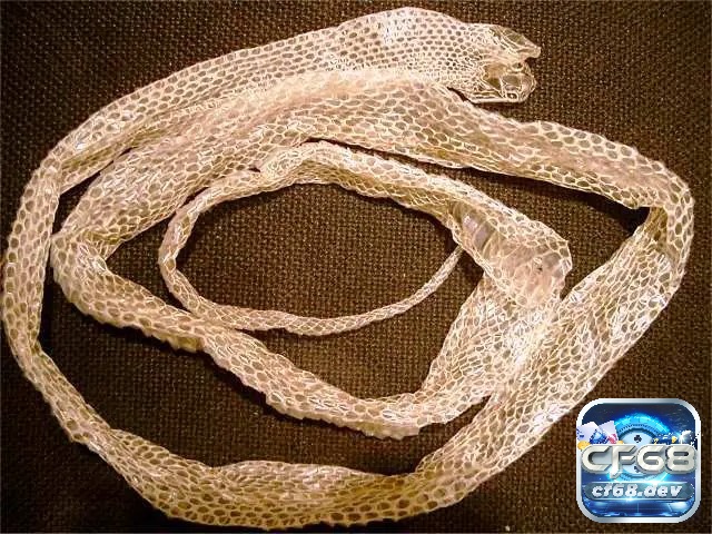 Mơ thấy rắn hổ mang báo hiệu điều gì? Đánh số nào trong lô đề? Mơ thấy rắn hổ mang lột xác nhắc nhở bạn không nên kiêu ngạo và luôn đề cao cảnh giác ngay cả khi đang ở trên đỉnh cao