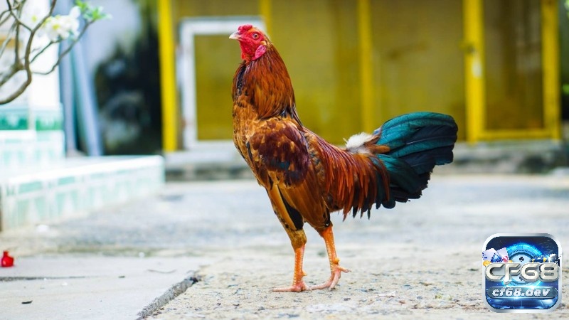 Cách chọn gà tre đá: Bí quyết chọn gà tre đá thành công Gà tre đá là giống gà đặc biệt của Việt Nam, kết hợp sự đẹp mắt, tính cách nhanh nhẹn và tinh thần chiến đấu