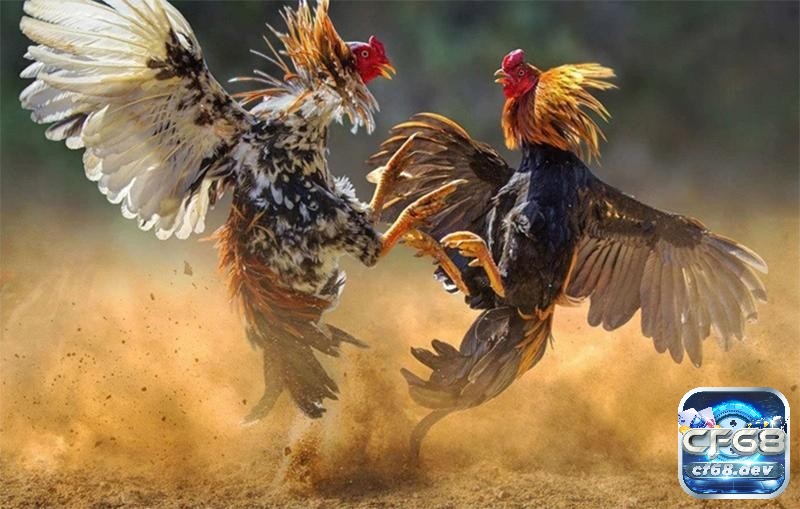 Cách nạp carbo cho gà đá nào hiệu quả? Hướng dẫn chi tiết Tìm hiểu thông tin về các cách nạp carbo cho gà đá