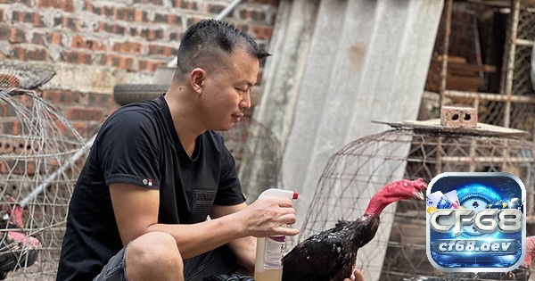 Cách tăng cân cho gà chọi hiệu quả và an toàn nhất Nghỉ ngơi sau tập luyện cũng là một phương pháp hiệu quả giúp gà nhanh chóng phục hồi, có thể lực tốt