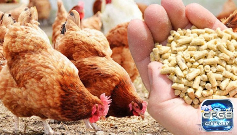 Cách tăng cân cho gà chọi hiệu quả và an toàn nhất Thời điểm lý tưởng cho gà ăn từ 8-9 giờ sáng và 4-5 giờ chiều