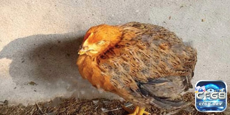 Cách tăng cân cho gà chọi hiệu quả và an toàn nhất Gà bị giun sán khiến gà bị các vấn đề liên quan đến tiêu hoá