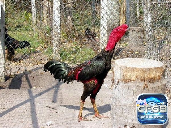 Cách vần gà chọi như thế nào? Đặc điểm chi tiết, nổi bật Cách vần gà chọi có lợi ích gì?