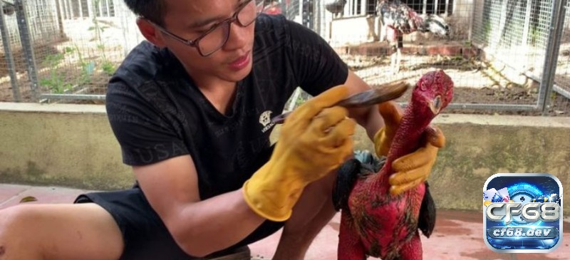 Cách vần gà chọi như thế nào? Đặc điểm chi tiết, nổi bật Cách vần gà chọi là như thế nào?