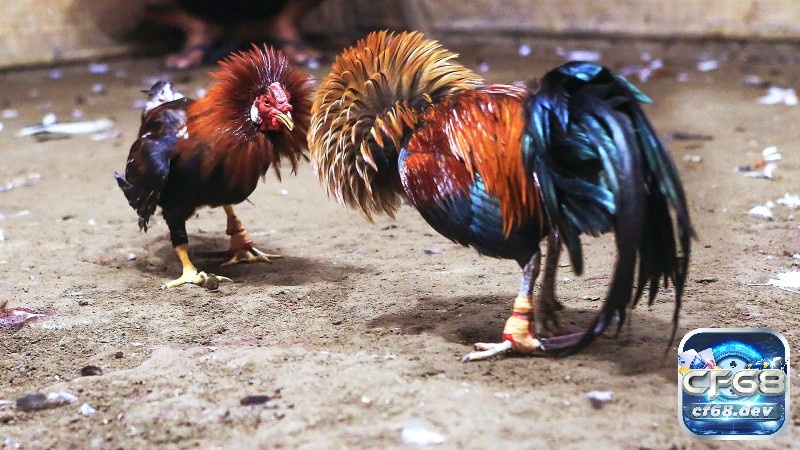 Đá gà cựa dao là gì? Kinh nghiệm chơi hay và hiệu quả nhất Gà tre là những lựa chọn ưu việt cho những người yêu thích đá cựa dao.