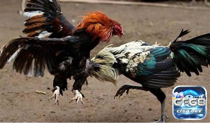 Đá gà Thomo là gì? Khám phá chi tiết A-Z cho anh em tân thủ CF68 hướng dẫn các quy định trong luật đá gà thomo giúp đảm bảo tính công bằng và minh bạch trong các trận đấu