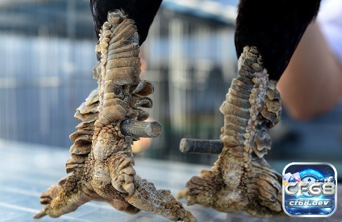 Gà đá vảy rồng: Đặc điểm gà và cách chọn cực chuẩn xác Gà chọi vảy rồng với hệ thống vảy trên chân đặc biệt và khả năng tấn công lợi hại đã chứng tỏ sự đáng gờm của chúng trong các trận đấu gà cựa.