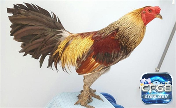 Gà đá vảy rồng: Đặc điểm gà và cách chọn cực chuẩn xác Mỗi loại gà đá vảy rồng đều mang đậm nét riêng, đánh dấu sự khác biệt và sự tinh tế của nghệ thuật chiến đấu.