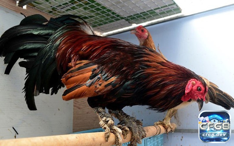 Gà đá vảy rồng: Đặc điểm gà và cách chọn cực chuẩn xác Việc lựa chọn gà đá vảy rồng đúng cách đòi hỏi quan sát kỹ lưỡng lớp vảy và đảm bảo chăm sóc tốt để phát triển sức mạnh và kỹ năng thi đấu của chúng.