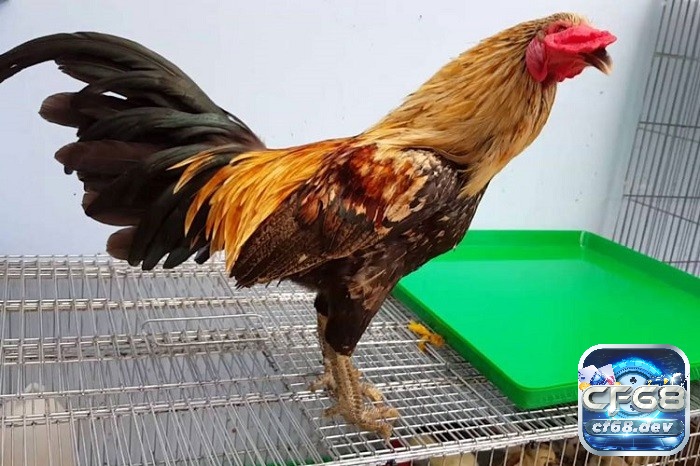 Gà đá vảy rồng: Đặc điểm gà và cách chọn cực chuẩn xác Tìm hiểu về gà đá vảy rồng cùng CF68 nhé!