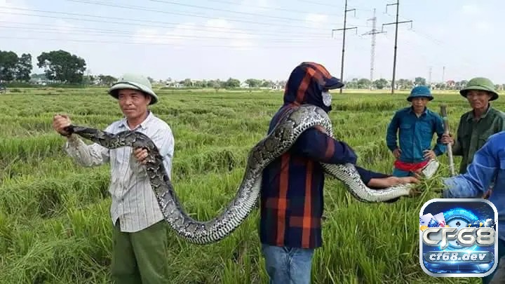 Mơ thấy bắt rắn có ý nghĩa gì? Con số may mắn của giấc mơ Mơ thấy bắt rắn có ý nghĩa gì?