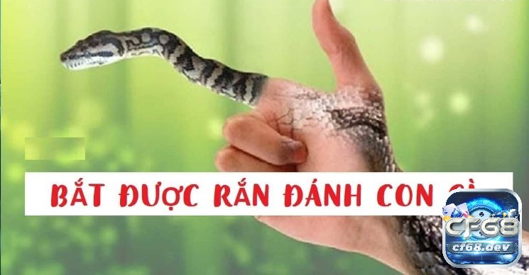 Mơ thấy bắt rắn có ý nghĩa gì? Con số may mắn của giấc mơ Mơ thấy bắt rắn đánh số gì may mắn