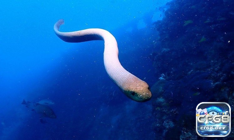 Mơ thấy rắn cắn: Giải mã ý nghĩa và những con số liên quan Mơ bị rắn cắn dưới nước cảnh báo bạn về một căn bệnh có thể mắc phải trong tương lai