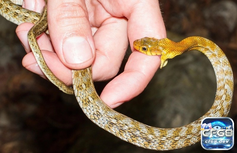 Mơ thấy rắn cắn: Giải mã ý nghĩa và những con số liên quan Ngủ mơ thấy vợ bị rắn cắn cho thấy tâm trạng bực bội và không vui của bạn