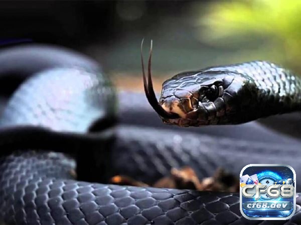 Mơ thấy rắn đen là điềm báo gì? Đánh số gì may mắn Mơ thấy rắn đen là điềm tốt hay xấu