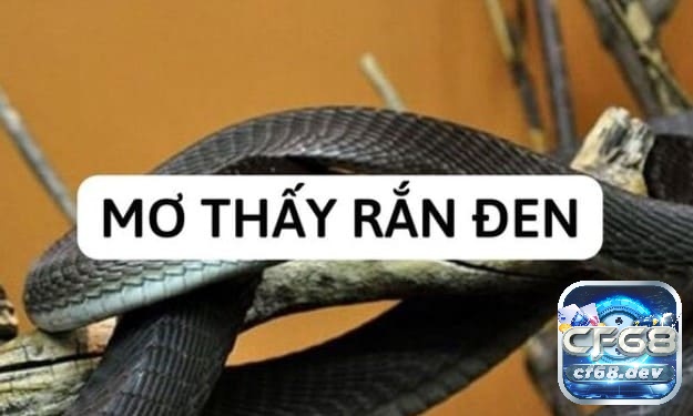 Mơ thấy rắn đen là điềm báo gì? Đánh số gì may mắn Ý nghĩa của hình tượng rắn đen