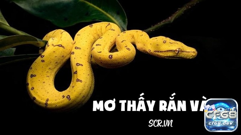 Mơ thấy rắn màu vàng: Giải mã điềm báo chi tiết, chuẩn xác Giấc mơ thấy rắn màu vàng mang đến một thông điệp sâu sắc về sự tự tin, sự cảnh báo hoặc cả sự sáng tạo và tiềm năng
