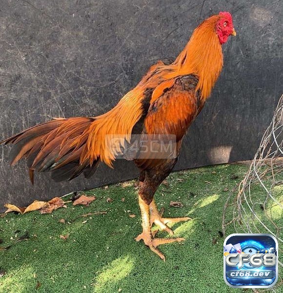 Gà chọi vàng: Đặc điểm của các chiến kê trong giới gà chọi Gà chọi chuối vàng với lông màu vàng ấm áp, tạo nên một diện mạo thời thượng đầy lôi cuốn trong giới gà chọi