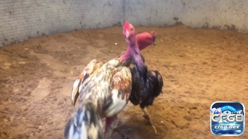 Gà chọi vàng: Đặc điểm của các chiến kê trong giới gà chọi Xám là gam màu phổ biến và thường xuất hiện trong gà vàng mệnh Mộc