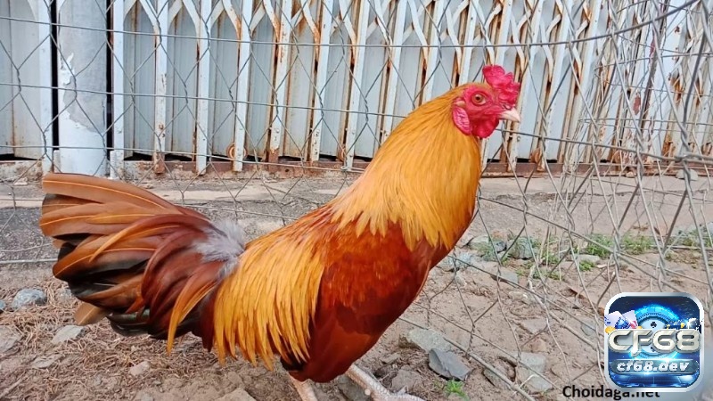 Gà chọi vàng: Đặc điểm của các chiến kê trong giới gà chọi Gà điều vàng được coi là biểu tượng đại diện phổ biến của gà vàng mệnh Hỏa.