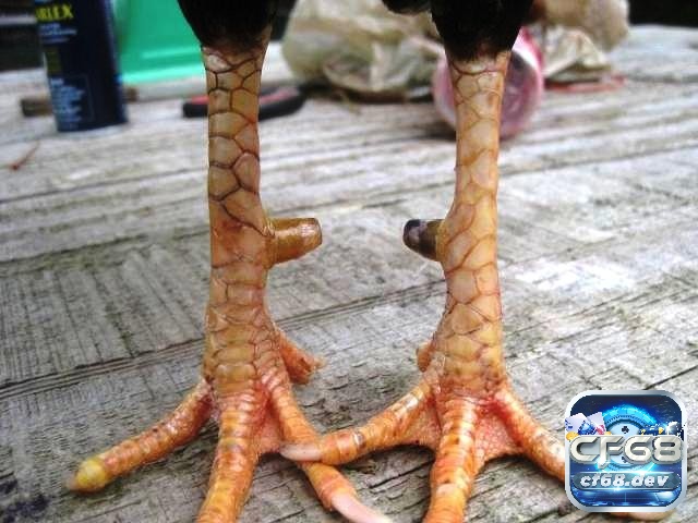 Gà đá cựa nhật nguyệt là gì? Đặc điểm và cách lựa chọn Cách chăm sóc gà đá cựa nhật nguyệt