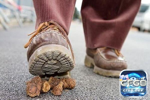 Mơ nhìn thấy cút danh đề số mấy? Là điềm báo gì? Mơ nhìn thấy cút danh số mấy - Dự báo giúp chuẩn bị tốt hơn cho sự thay đổi