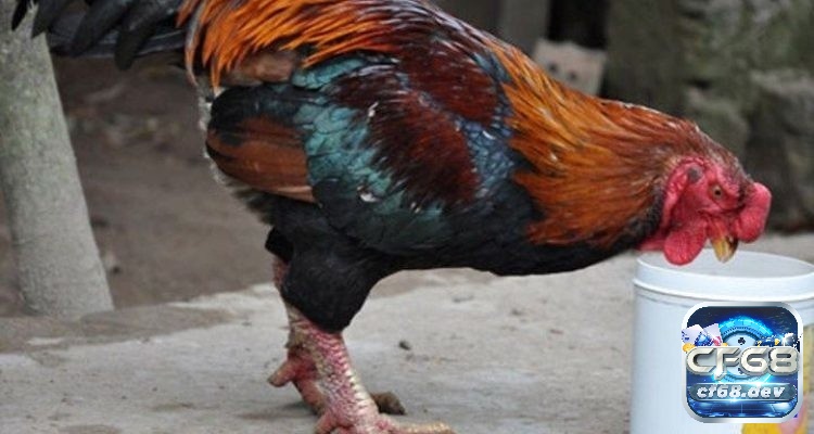 Gà móng cổ: Nguồn gốc và đặc điểm nổi bật nhất là gì? Gà móng cổ với nguồn gốc khá đặc biệt đã trở thành giống gà rất quý hiếm