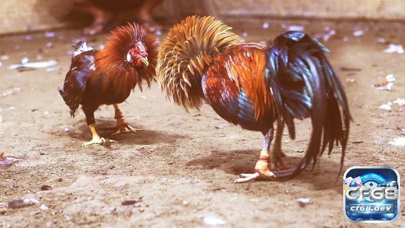 Gà vảy xuyên đao là gì? Gà có vảy xuyên đao đá hay không? Gà sở hữu vảy xuyên đao là lựa chọn hàng đầu của nhiều người chơi gà