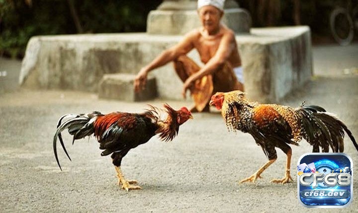 Gà vảy xuyên đao là gì? Gà có vảy xuyên đao đá hay không? Việc đánh giá khả năng chiến đấu của gà vảy xuyên đao cần phải cân nhắc nhiều yếu tố khác nhau