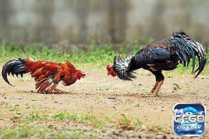 Giá gà đá bao nhiêu? Kinh nghiệm chọi gà chọi cực chuẩn xác Nguồn gốc gà đá có ảnh hưởng đến giá gà đá bao nhiêu