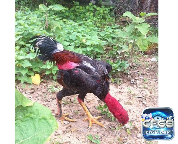 Gà chân lông vảy loạn có đặc điểm gì nổi bật? Đá có hay không? Việc đánh giá tính đá hay của gà chân lông vảy loạn là khá khó khăn và đòi hỏi sự kỹ lưỡng.