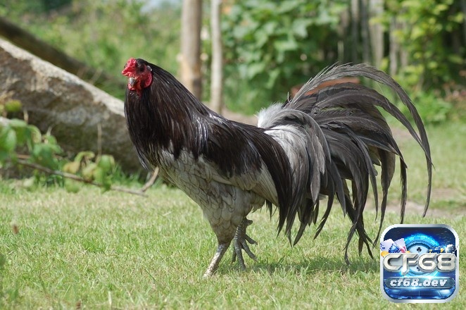 Gà sumatra: Giống chiến kê đuôi dài cực đẳng cấp từ Indonesia Sumatra- một loại gà đặc biệt từ Indonesia