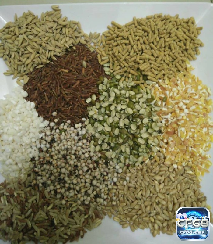 Gà sumatra: Giống chiến kê đuôi dài cực đẳng cấp từ Indonesia Cung cấp chế độ ăn đa dạng và dinh dưỡng cho gà đá Sumatra để đảm bảo sức khỏe và phát triển tốt.