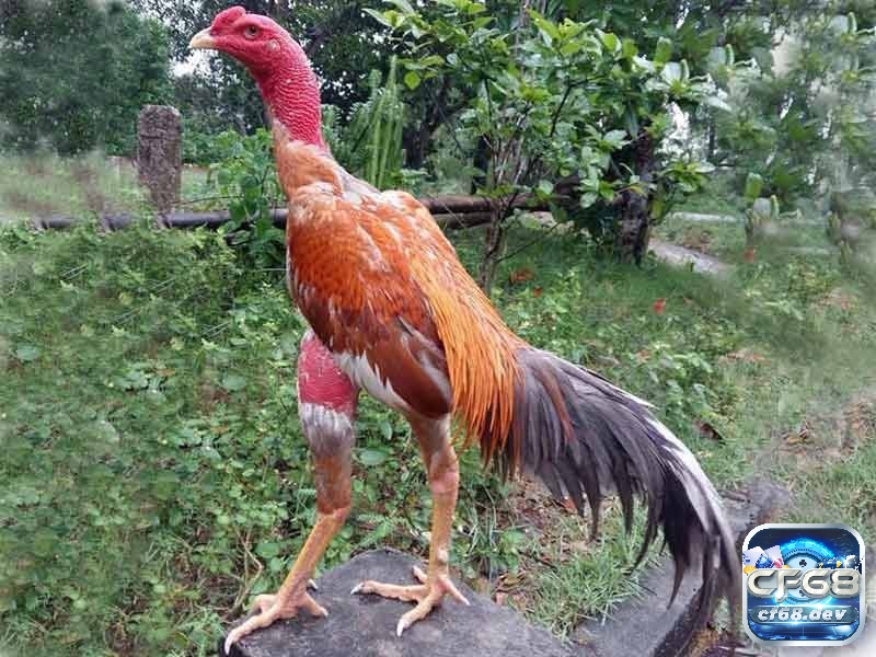 Cách chọn gà chọi hay: Bí kíp chọn gà cực hay từ các sư kê Những bí tướng là yếu tố ẩn giúp chọn ra gà có khả năng chiến đấu vượt trội.