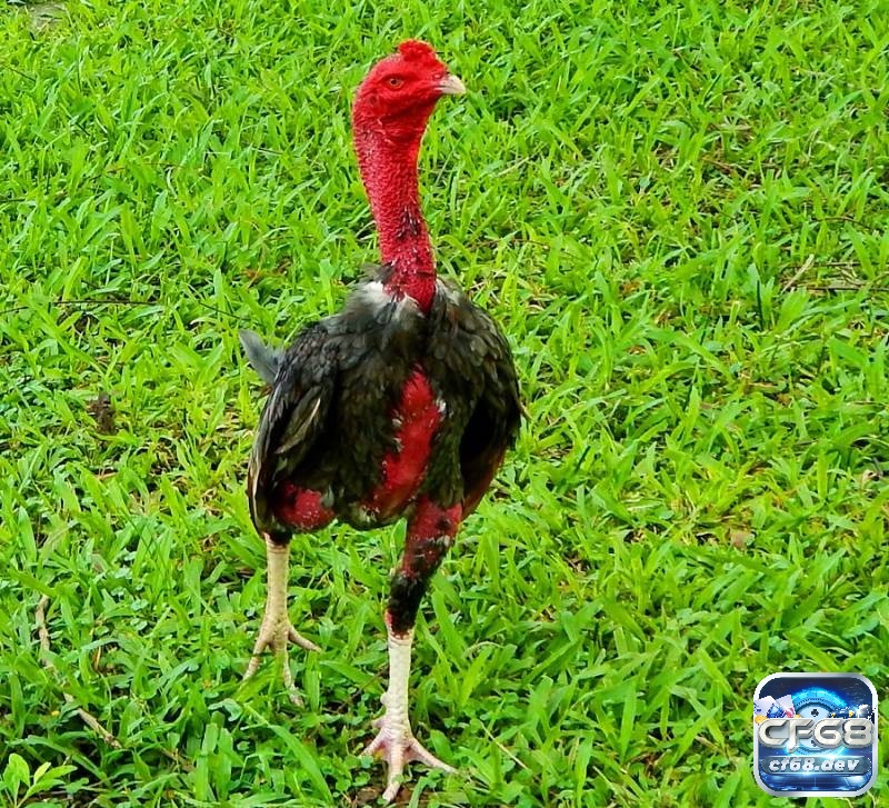 Cách chọn gà chọi hay: Bí kíp chọn gà cực hay từ các sư kê Giống gà tốt không chỉ đảm bảo cho việc ra đòn mạnh mẽ mà còn giúp con gà có sức chịu đựng tốt trong các trận đấu dài hơi.