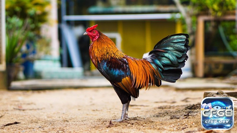 Cách nuôi gà chọi khỏe mạnh và săn chắc từ A-Z cho người mới Lựa chọn giống khỏe mạnh là bước đầu tiên quyết định sự phát triển và khả năng chiến đấu của gà chọi.