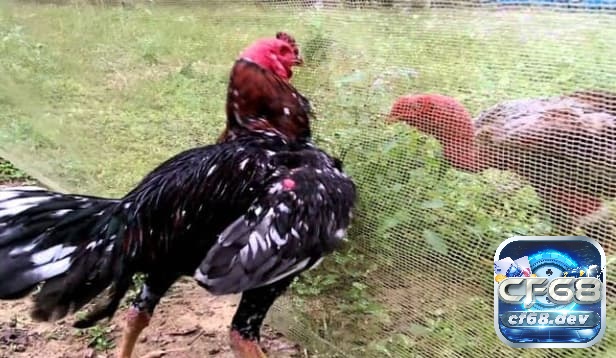 Gà chọi vần hơi nhiều có tốt không? Phương pháp chăm sóc Gà chọi vần hơi nhiều có thể mang lại lợi ích nếu tập luyện đúng cách