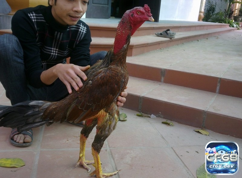 Gà chọi vần hơi nhiều có tốt không? Phương pháp chăm sóc Điều chỉnh cường độ tập luyện hợp lý sẽ giúp gà rèn luyện sức bền mà không gây tổn thương cho cơ thể.