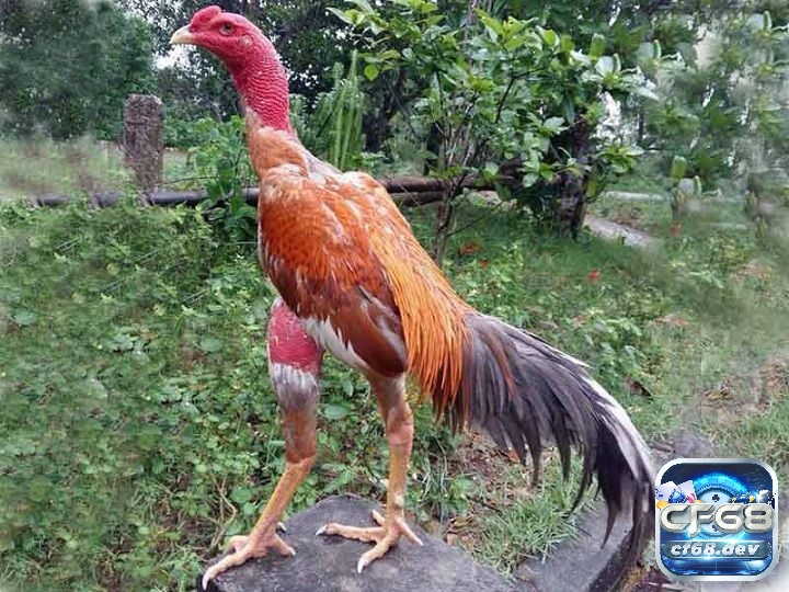 Gà chọi vần hơi nhiều có tốt không? Phương pháp chăm sóc Chăm sóc gà sau khi vần hơi đúng cách giúp chúng phục hồi nhanh chóng và sẵn sàng cho các buổi tập tiếp theo.