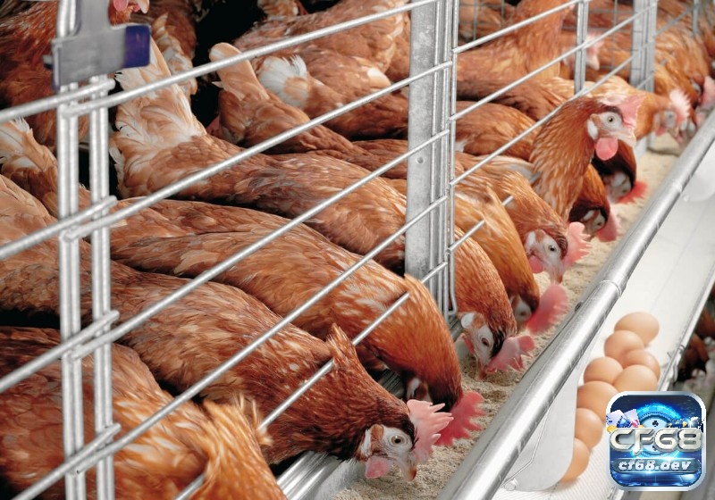 Giải mã giấc mơ thấy gà đẻ trứng hên hay xui? Đánh số mấy? Mơ thấy gà đẻ trứng trong trang trại thể hiện rằng bạn đang trên con đường đúng đắn