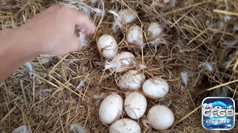 Giải mã giấc mơ thấy gà đẻ trứng hên hay xui? Đánh số mấy? Mơ thấy gà đẻ trứng vịt bạn sắp đón nhận những cơ hội mới