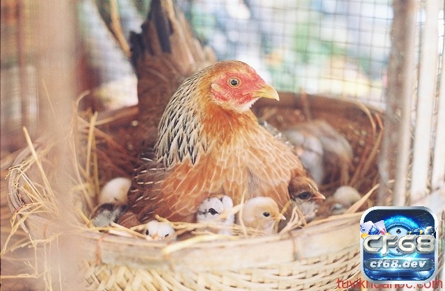 Mơ thấy gà đẻ trứng là điềm báo gì? Các con số may mắn nhất Mơ thấy trứng gà vỡ là một cảnh báo mạnh mẽ về tổn thất tài chính