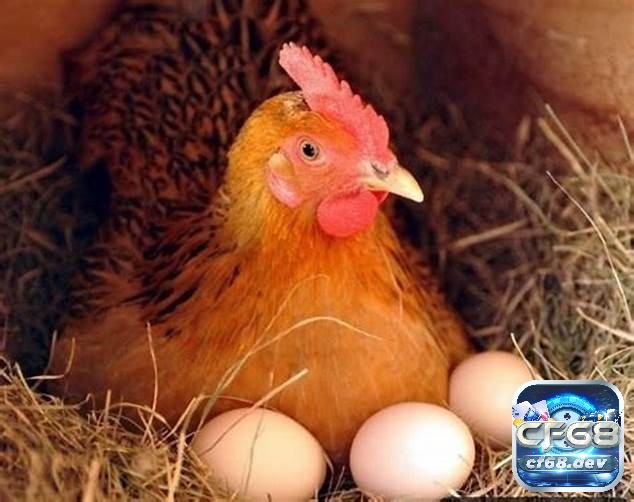 Mơ thấy gà đẻ trứng là điềm báo gì? Các con số may mắn nhất Mơ thấy gà mái đẻ trứng là dấu hiệu báo hiệu sự sung túc và thành công trong tương lai.