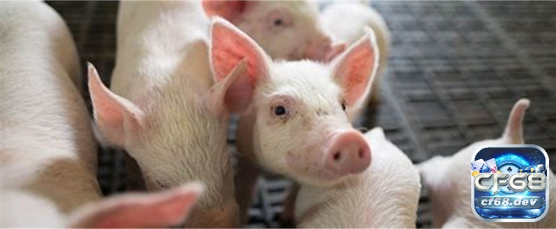 Mơ thấy heo đẻ là điềm báo gì? Giải mã chi tiết giấc mơ thấy heo Mơ thấy heo đẻ con trong nhà tượng trưng cho hạnh phúc, niềm vui và sự gắn bó trong gia đình.