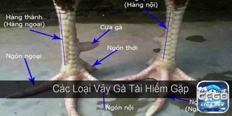 Các loại vảy gà chọi tốt, xem vảy gà "độc" - Cẩm nang cho sư kê Các loại vảy gà chọi quý được yêu thích